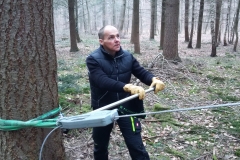 Gleich fällt der Baum!